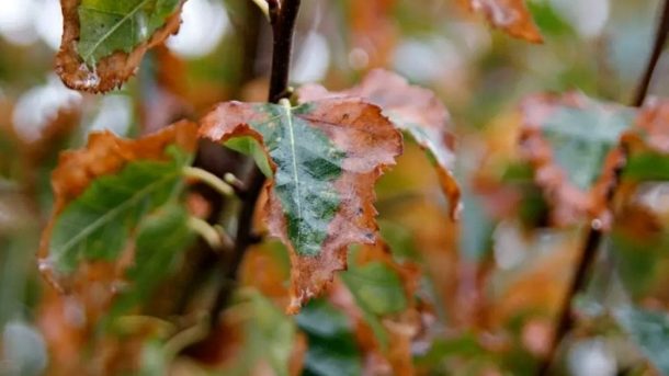 desiccation injury