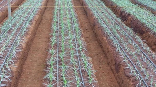 irrigation