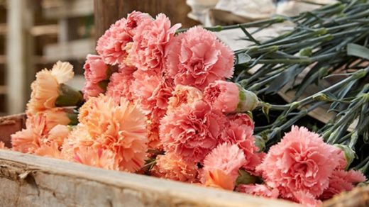 Carnation