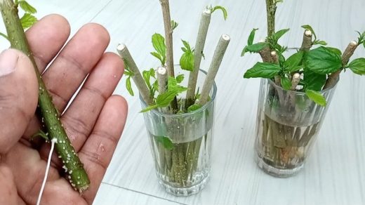 Propagate