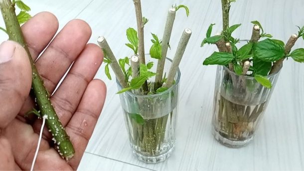 Propagate