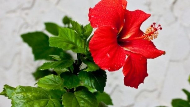 Hibiscus