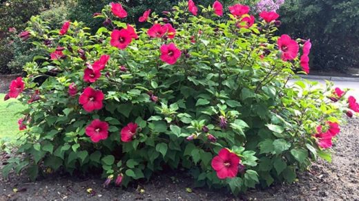 Hibiscus