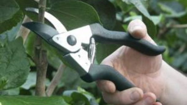 Pruning