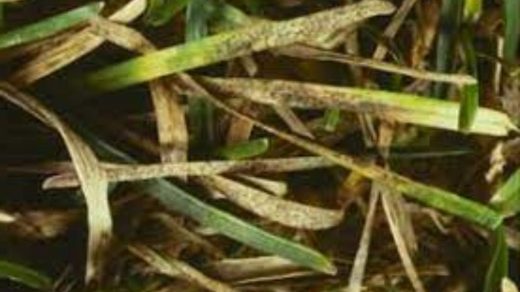 Septoria leaf spot