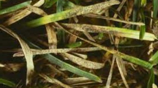 Septoria leaf spot