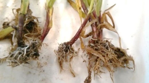 Rhizoctonia