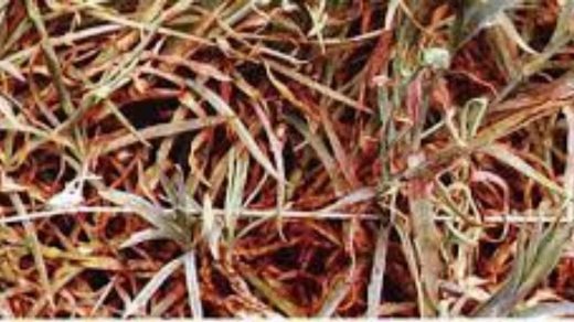 Phytophthora