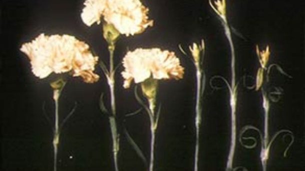 Boron deficiency