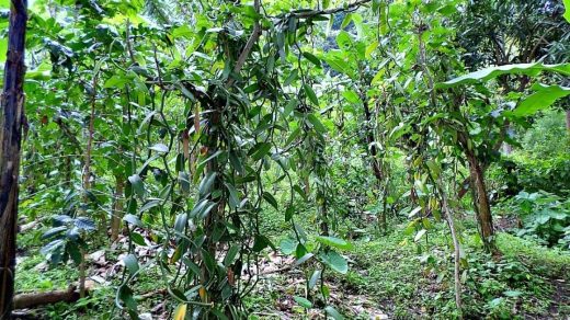vanilla