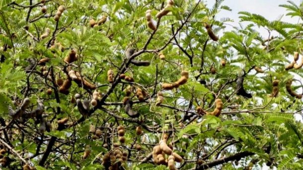 Tamarind