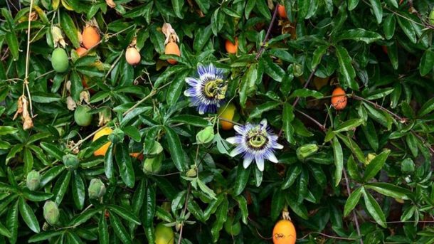passion fruit