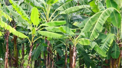 Banana- Senna chenkadali