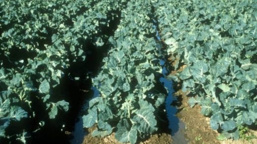 Cauliflower