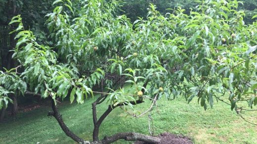 Peach Planting