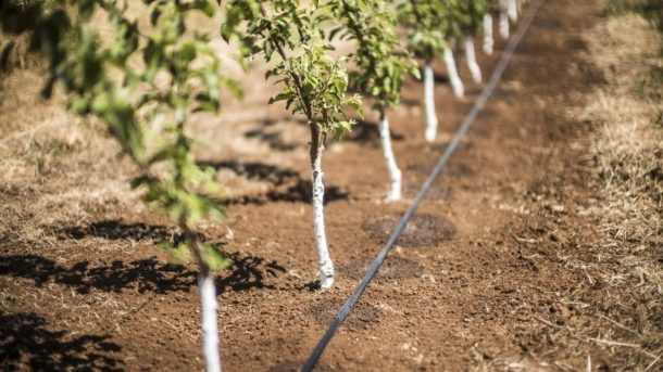 irrigation