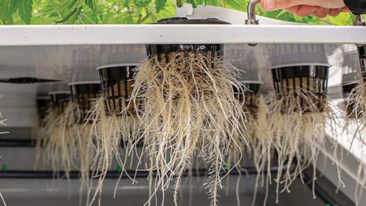 aeroponics