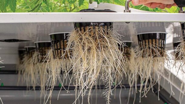 aeroponics