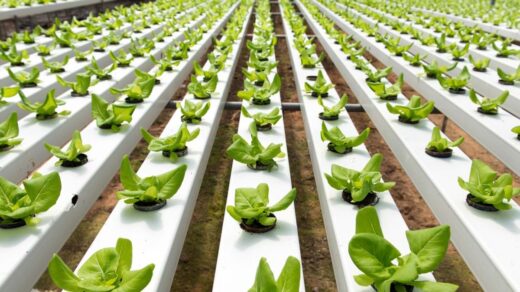 hydroponic system