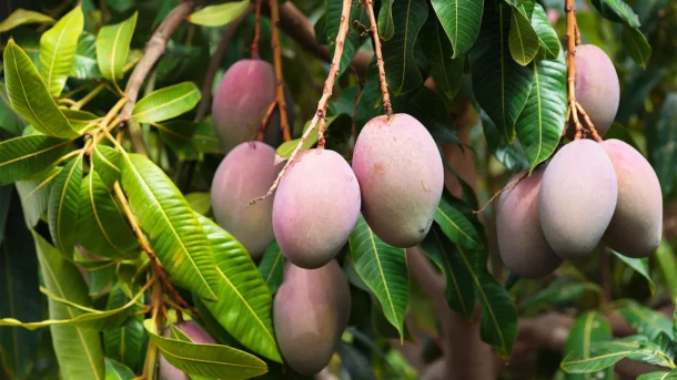 mango fruit