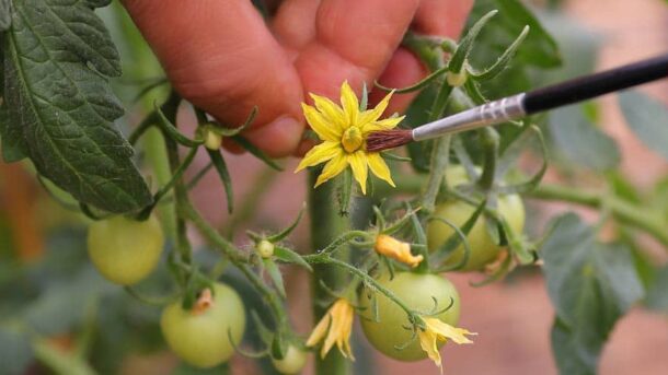 manual pollination
