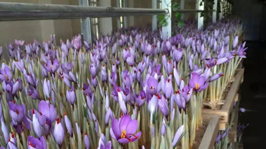 Saffron farming