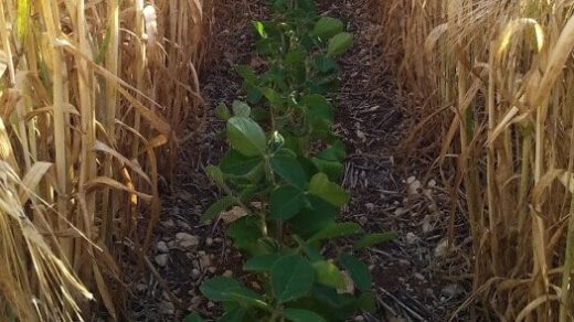 Relay Cropping System
