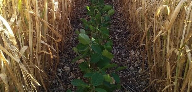 Relay Cropping System