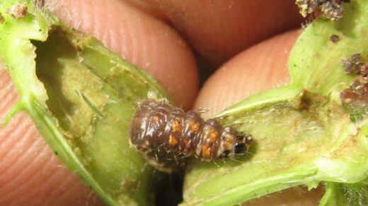 spotted bollworm