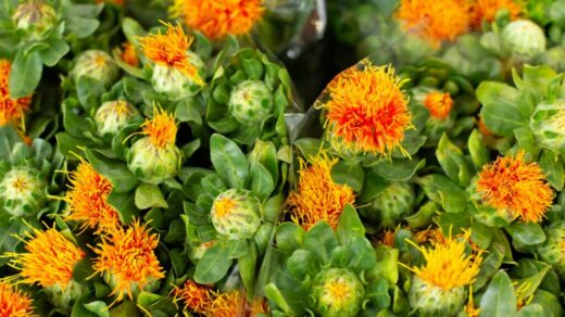 Safflower