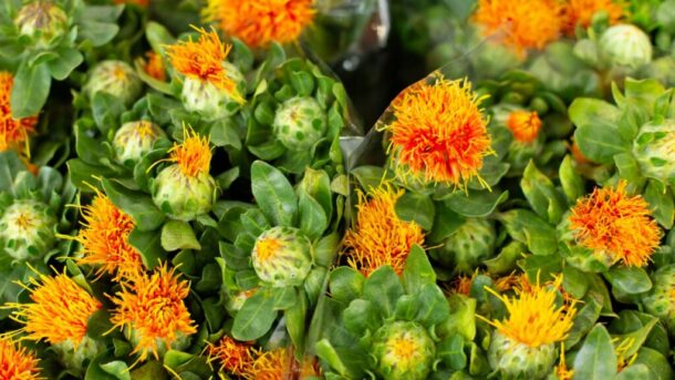 Safflower