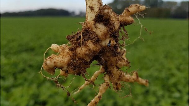 Club root