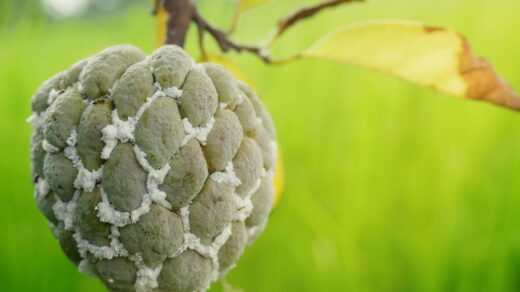 Mealybugs