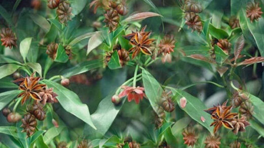 growing star anise