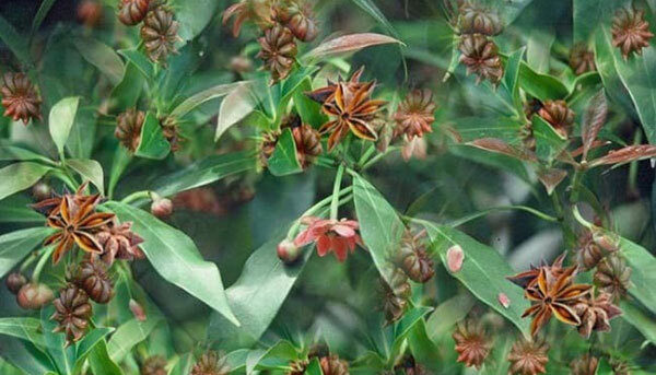 growing star anise