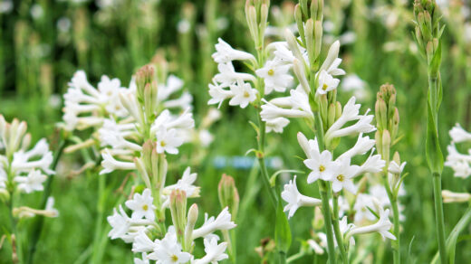 tuberose