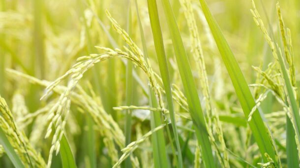crop yield