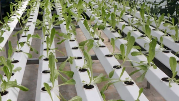 aeroponics