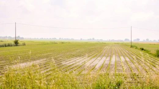 crops and farming