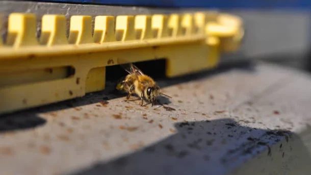 Pest Management