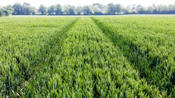 crop loans