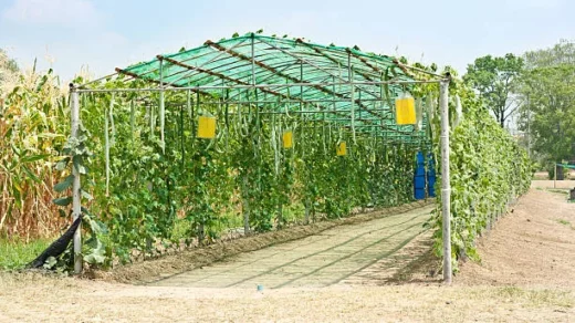 Intervention Scheme