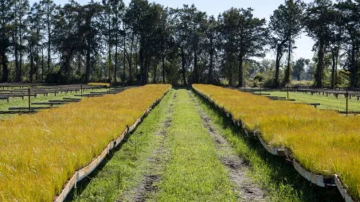 Agricultural Biosecurity