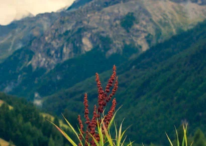 Himalayan