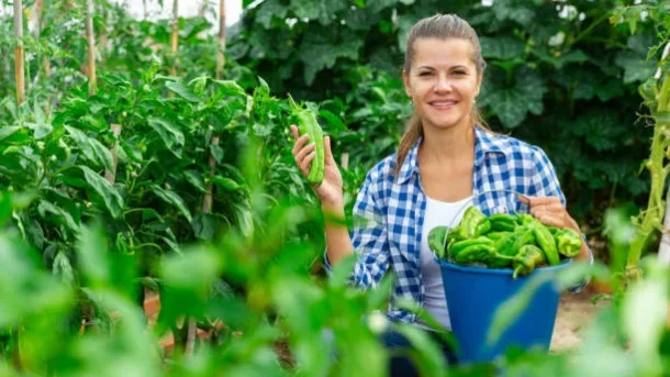 chemical fertilizers