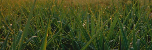 agricultural practices