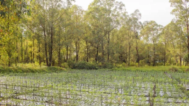 tree planting on farmlands