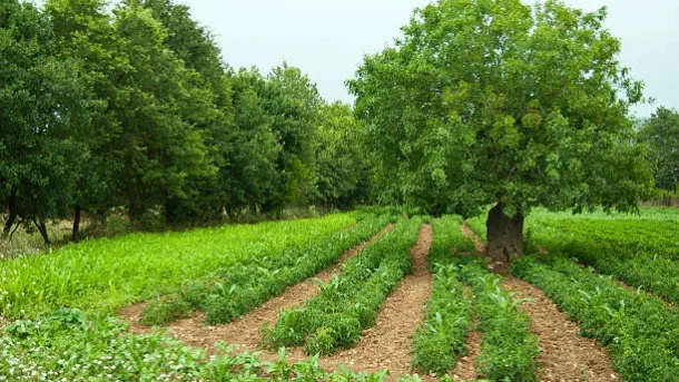 agroforestry systems