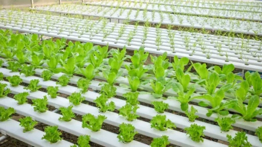 aquaponics