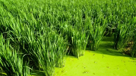 microbial biopesticides in crop protection